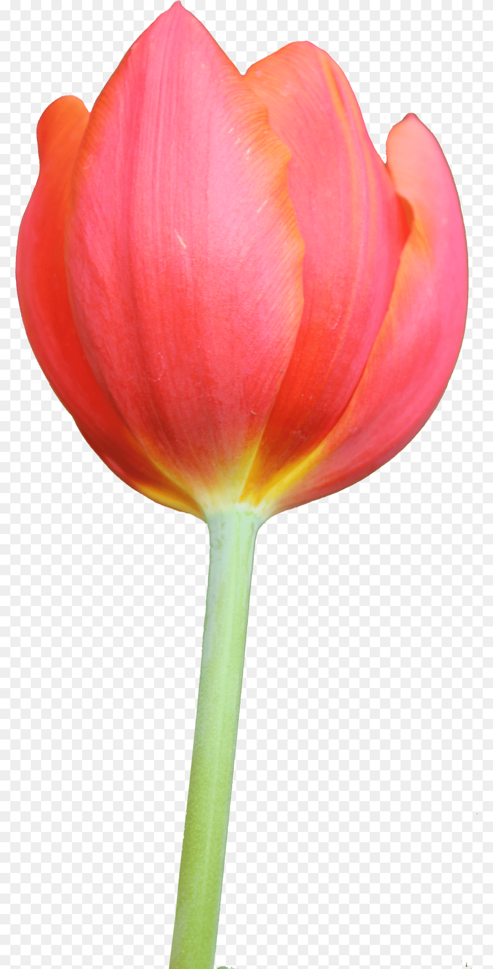 Tulip, Flower, Petal, Plant Free Png Download