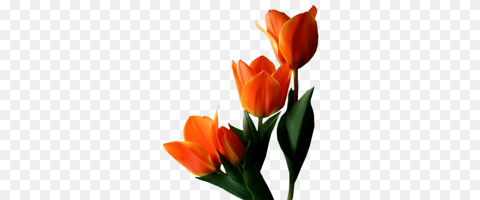 Tulip, Flower, Plant, Petal Free Transparent Png