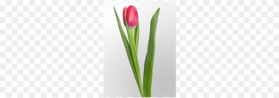Tulip, Flower, Plant Png Image