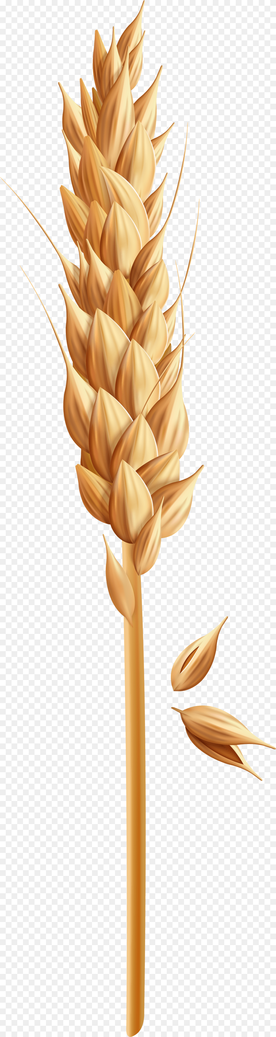Tulip Free Transparent Png
