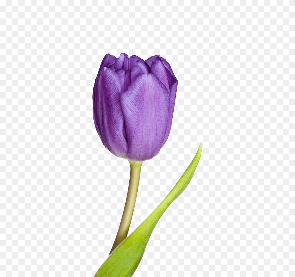 Tulip, Flower, Plant Free Png Download