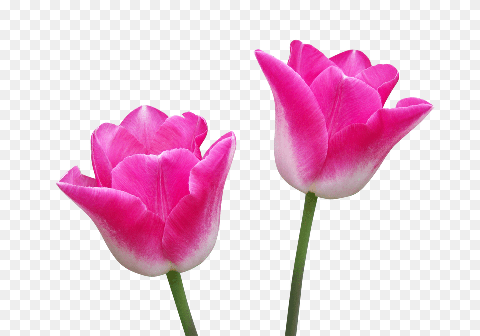 Tulip Clip, Flower, Plant, Rose Png