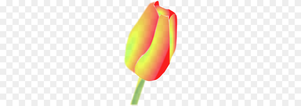 Tulip Flower, Plant, Appliance, Blow Dryer Free Png
