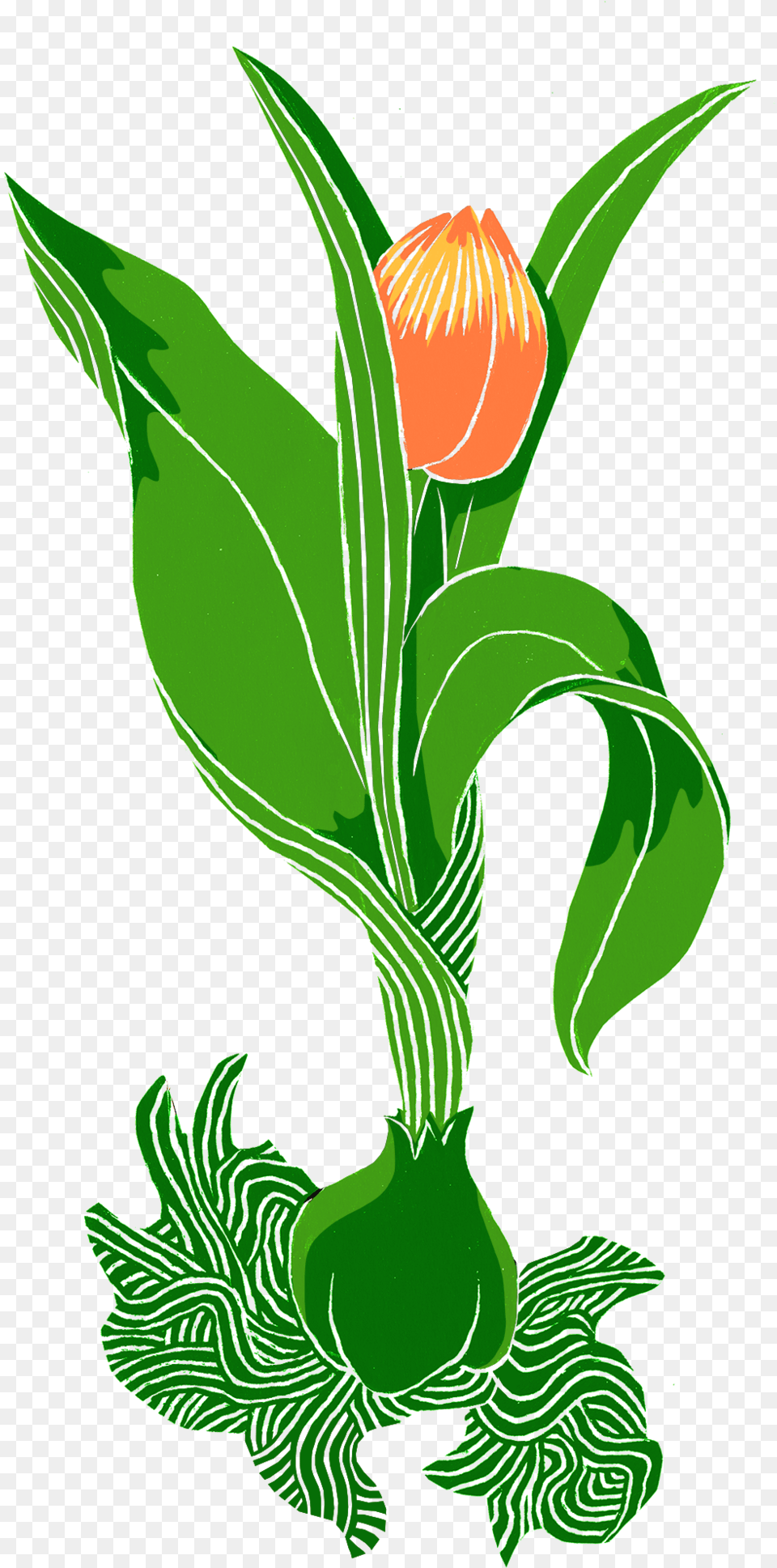 Tulip, Flower, Leaf, Plant, Bud Png