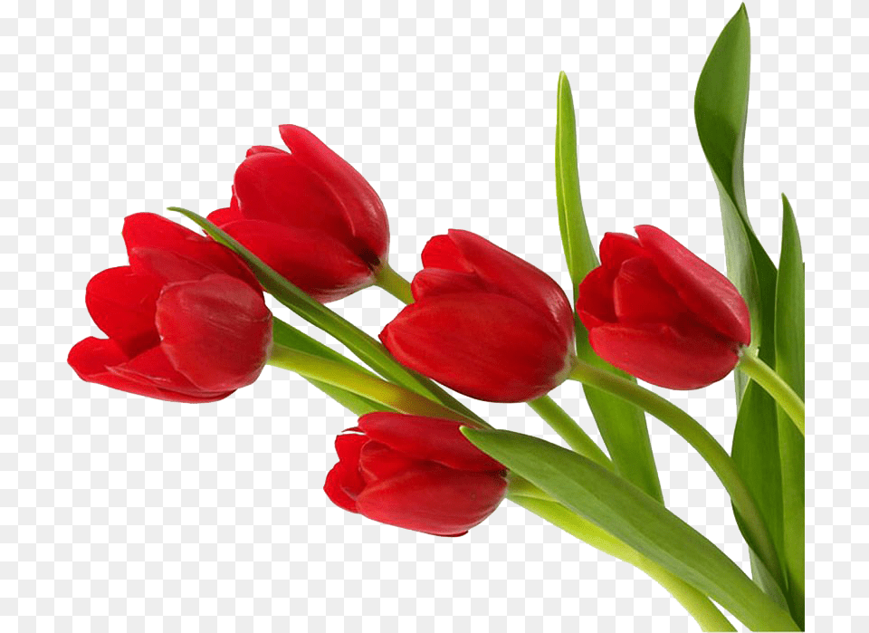 Tulip, Flower, Plant, Rose Png Image