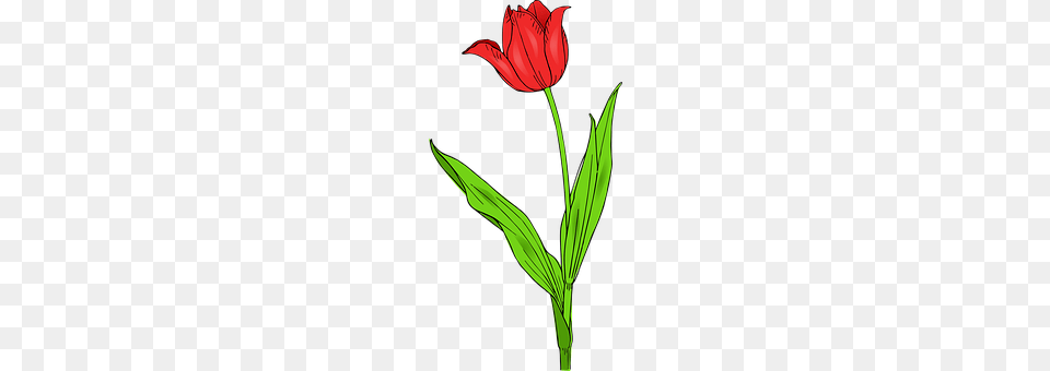 Tulip Flower, Plant, Leaf, Petal Free Png