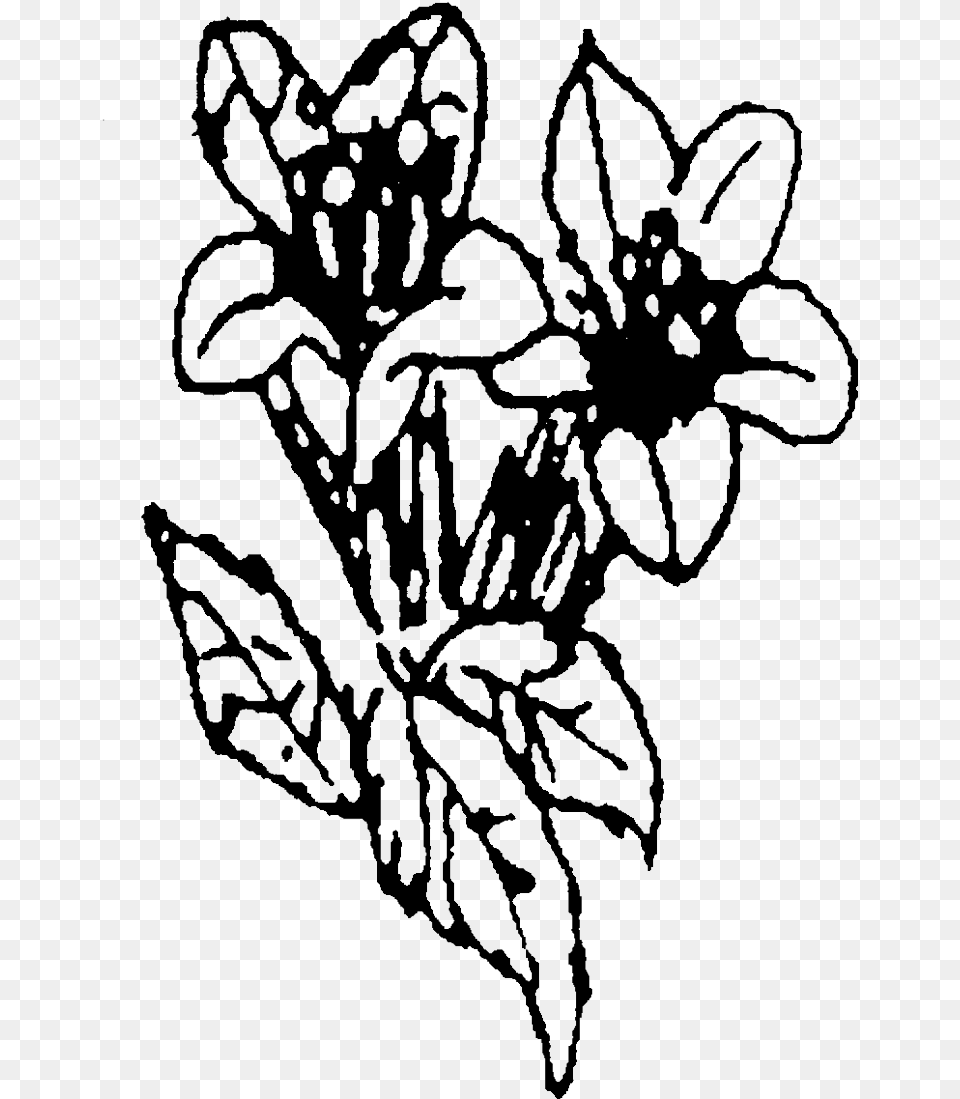 Tulip, Art, Drawing, Person, Stencil Free Transparent Png