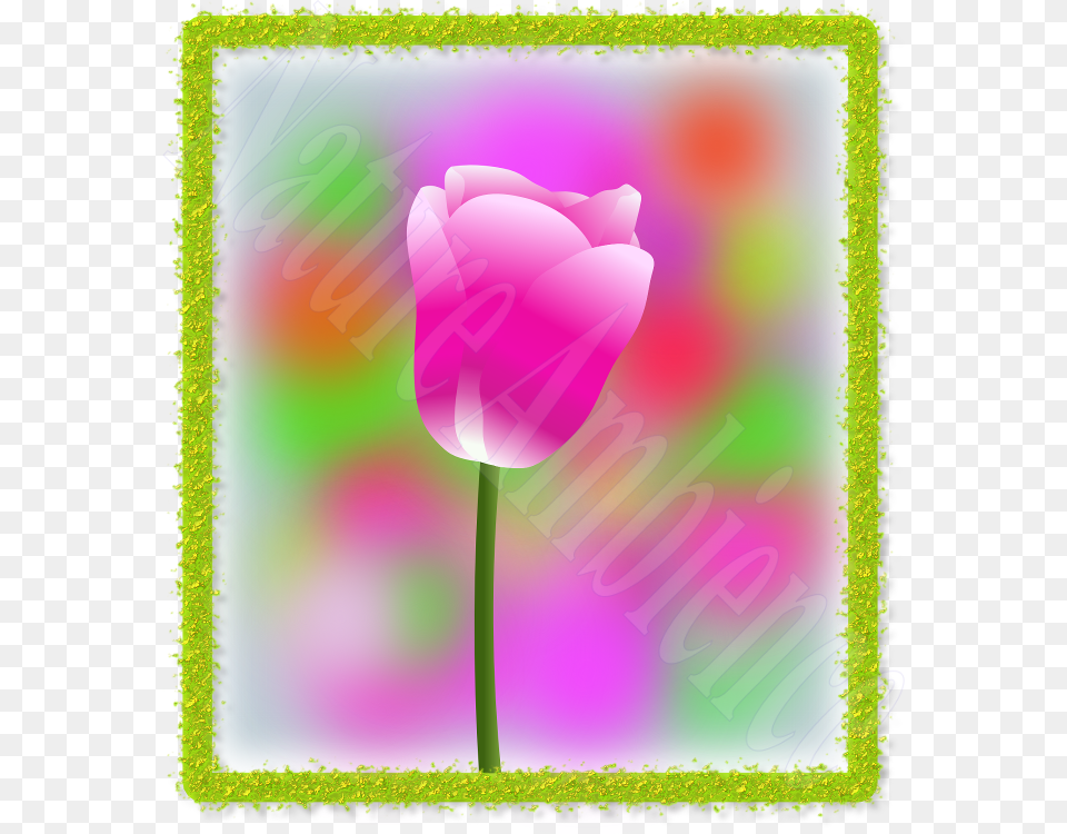 Tulip, Flower, Plant Free Transparent Png