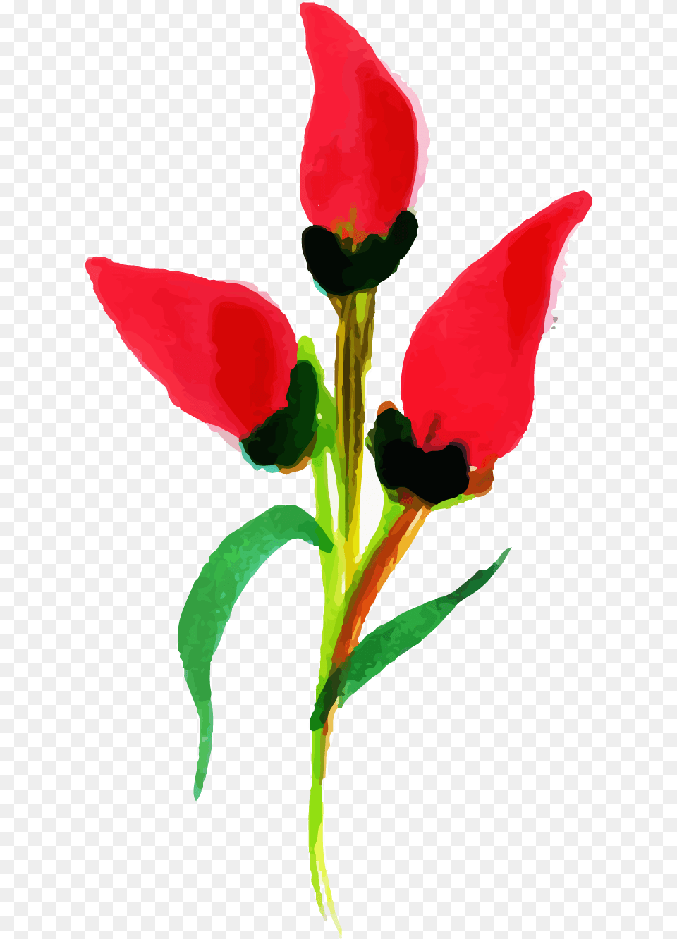 Tulip, Flower, Petal, Plant, Leaf Free Png