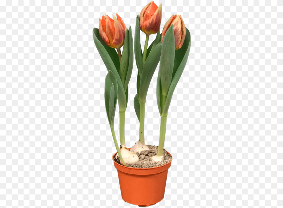 Tulip, Flower, Plant, Potted Plant, Flower Arrangement Png