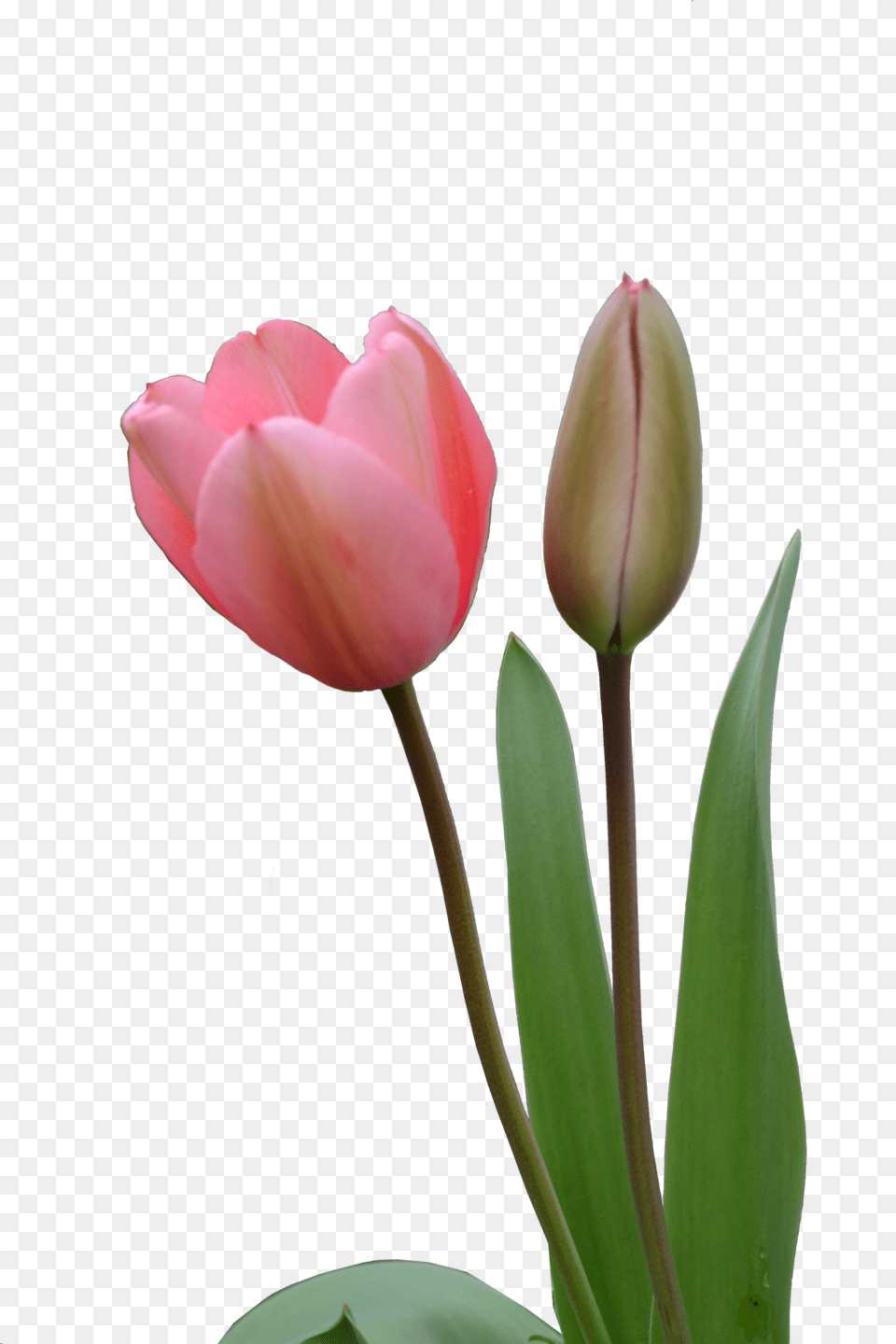 Tulip, Flower, Plant, Petal, Rose Free Transparent Png