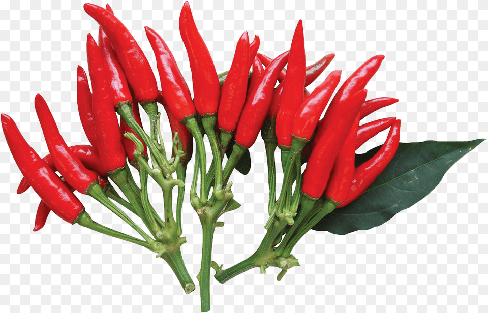 Tulip, Plant, Food, Produce, Pepper Png Image