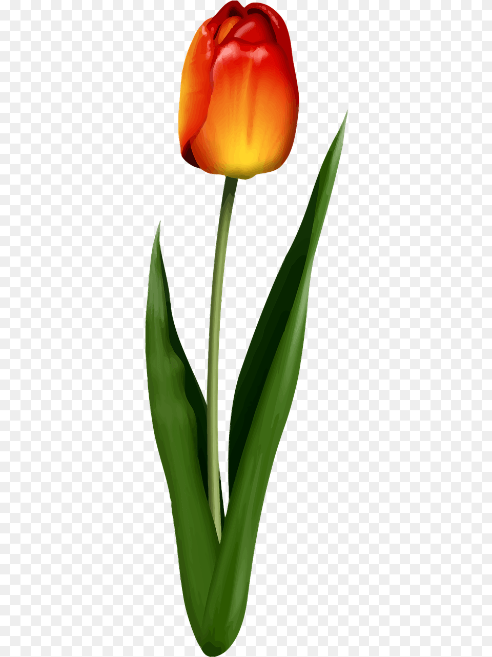 Tulip, Flower, Plant Free Transparent Png