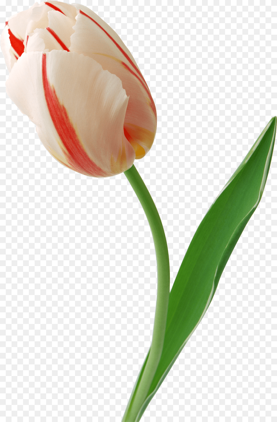 Tulip, Flower, Plant, Rose Free Png Download