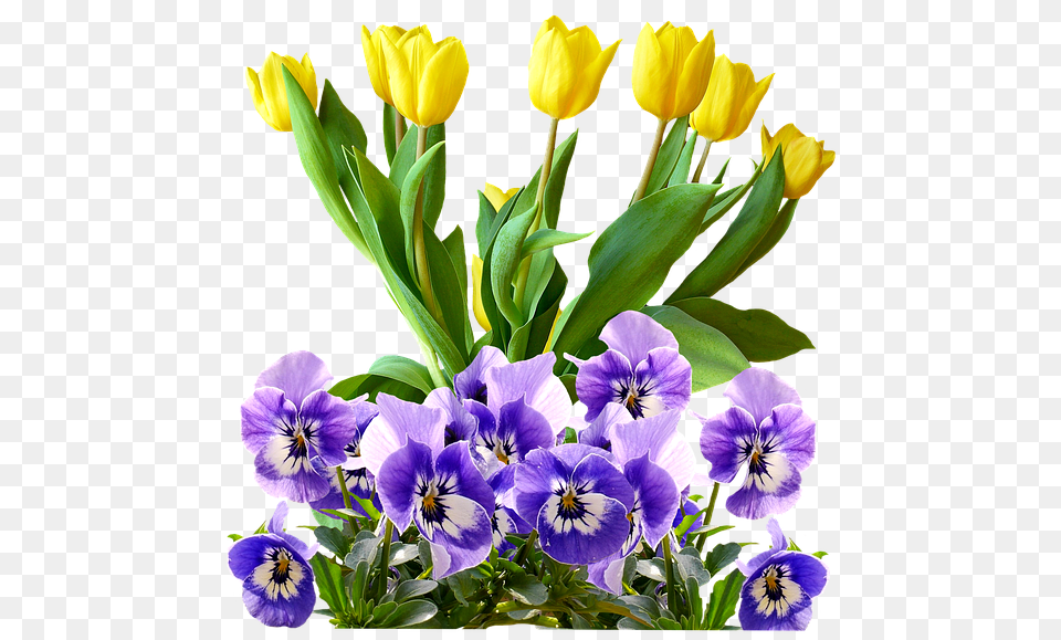 Tulip, Flower, Plant, Flower Arrangement, Flower Bouquet Free Transparent Png