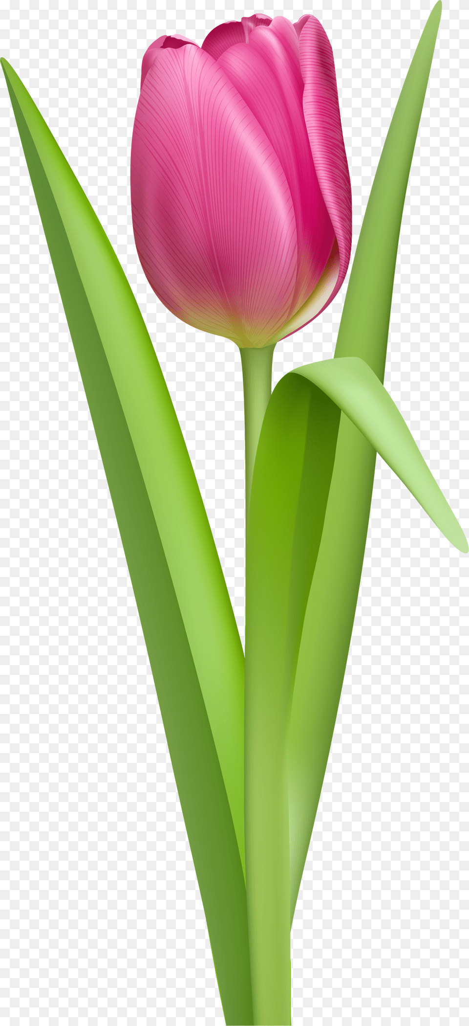 Tulip, Flower, Plant Free Png