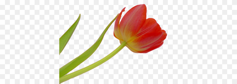 Tulip Flower, Plant, Blade, Dagger Free Png