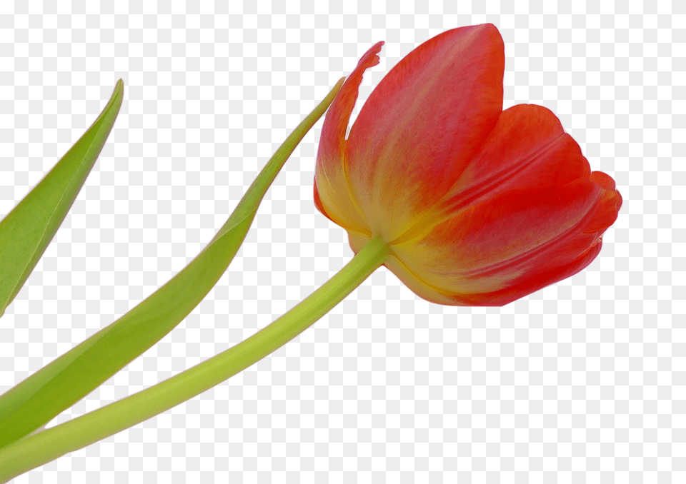Tulip Flower, Plant, Petal Free Png Download