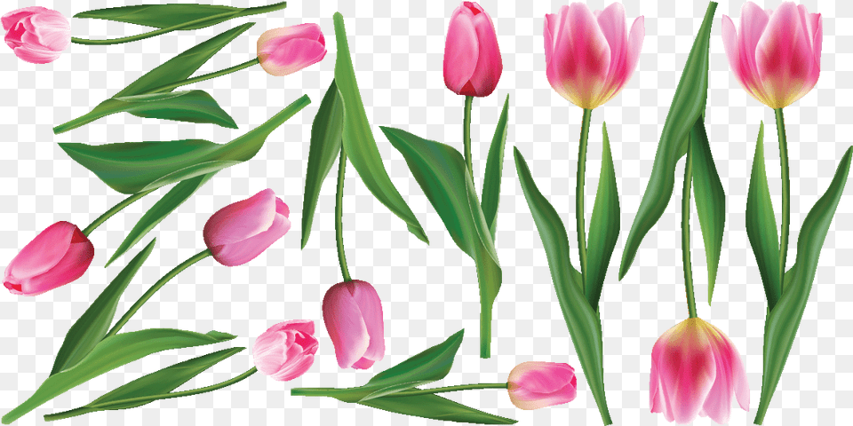 Tulip, Flower, Petal, Plant Png Image