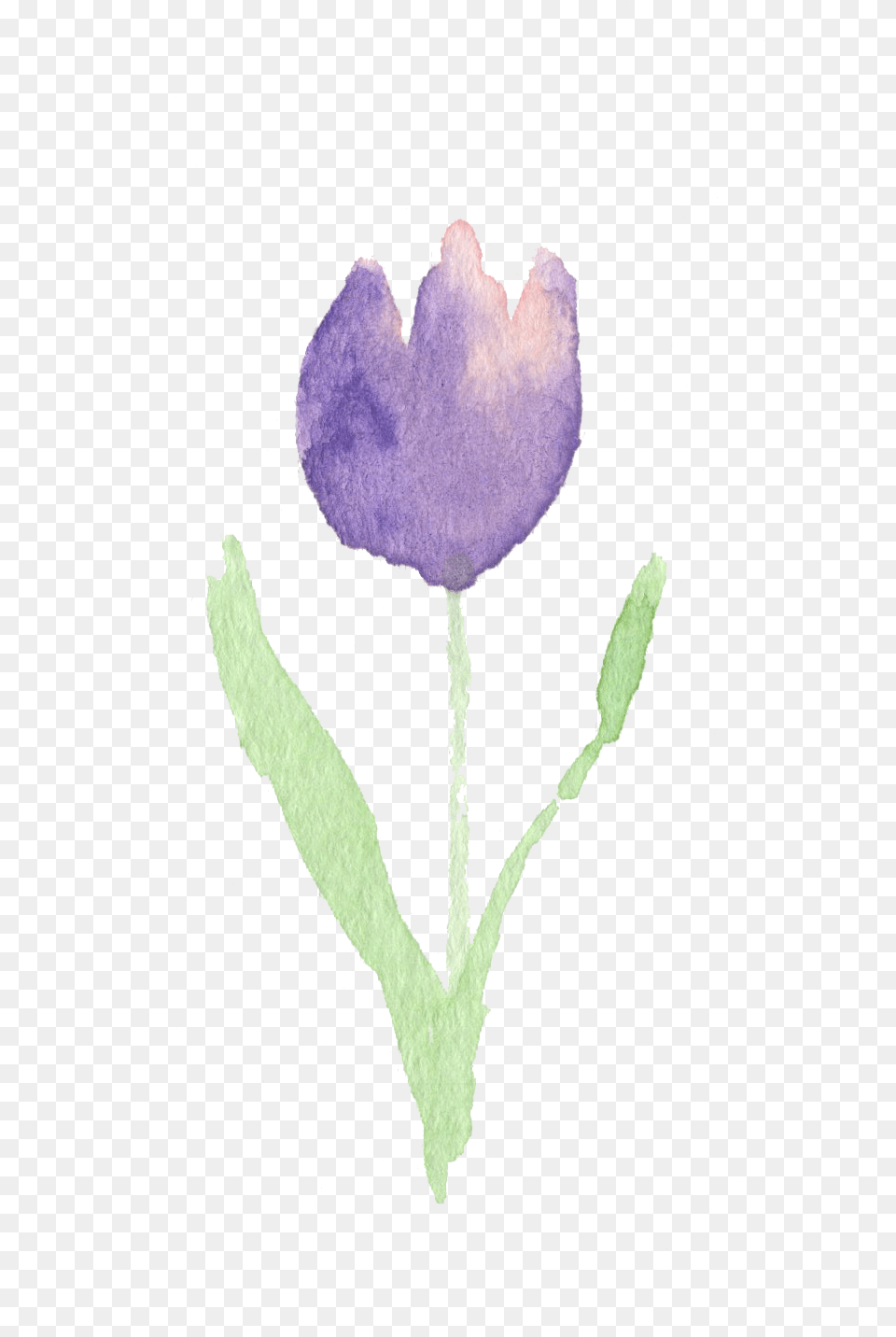 Tulip, Flower, Petal, Plant, Purple Free Png Download