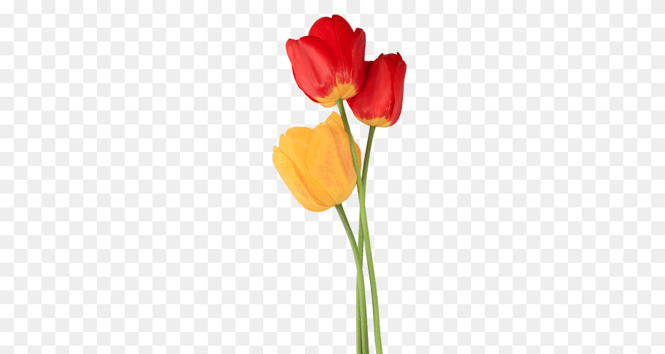 Tulip, Flower, Plant Free Png