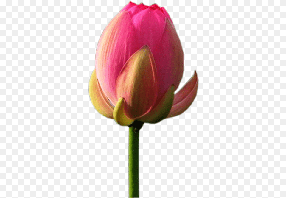 Tulip, Bud, Dahlia, Flower, Sprout Free Png