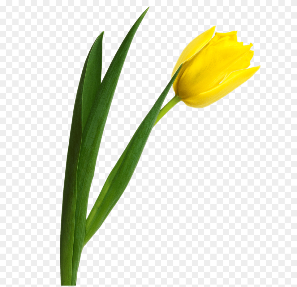 Tulip, Flower, Plant, Daffodil Png
