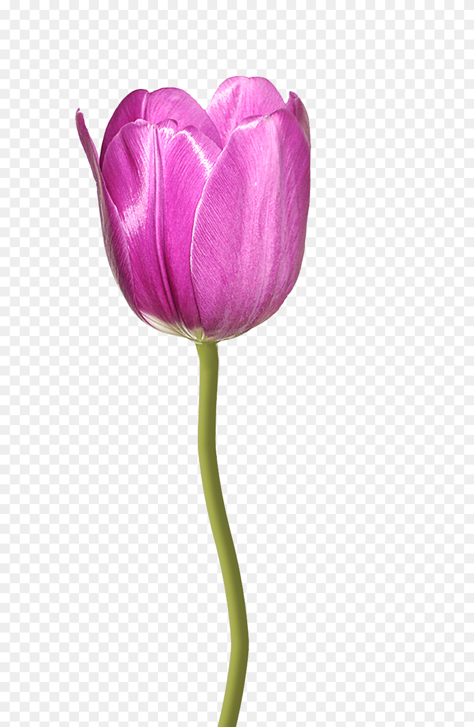 Tulip Flower, Plant, Petal Free Transparent Png