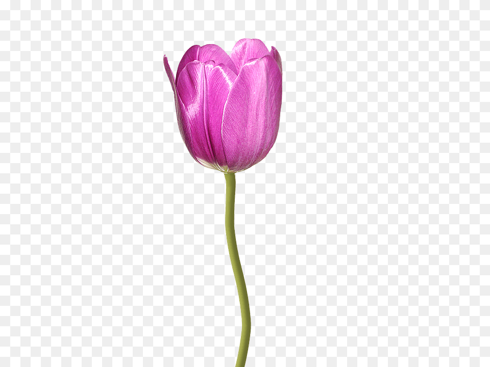 Tulip Flower, Plant Free Transparent Png