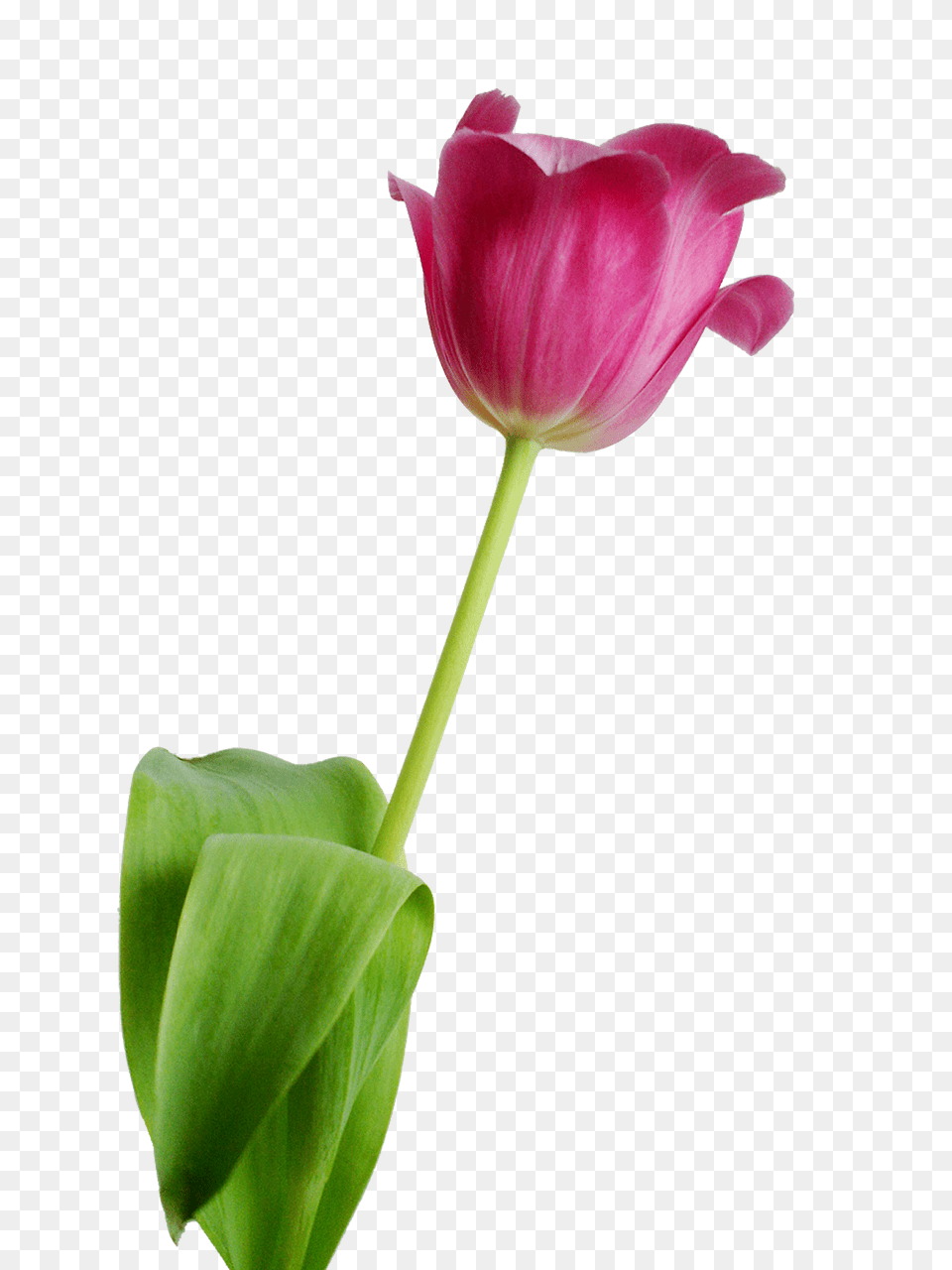 Tulip Flower, Petal, Plant Free Transparent Png
