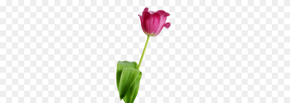 Tulip Flower, Plant, Petal, Smoke Pipe Free Png Download