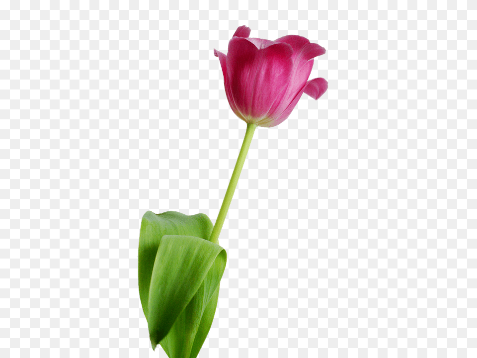 Tulip Flower, Petal, Plant, Geranium Png