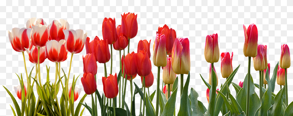 Tulip Flower, Plant Png