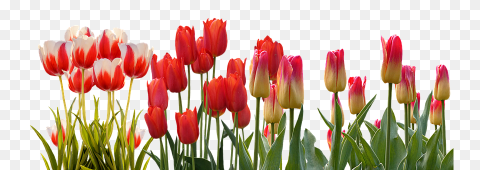 Tulip Flower, Plant Png