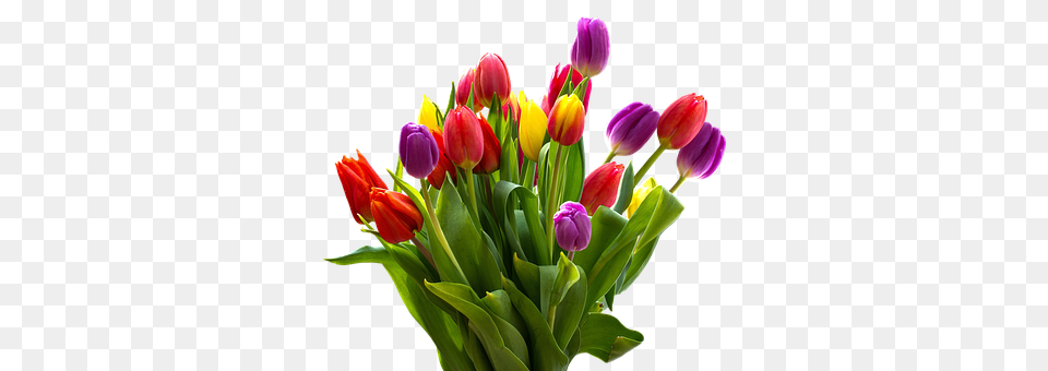 Tulip Flower, Flower Arrangement, Flower Bouquet, Plant Free Png Download