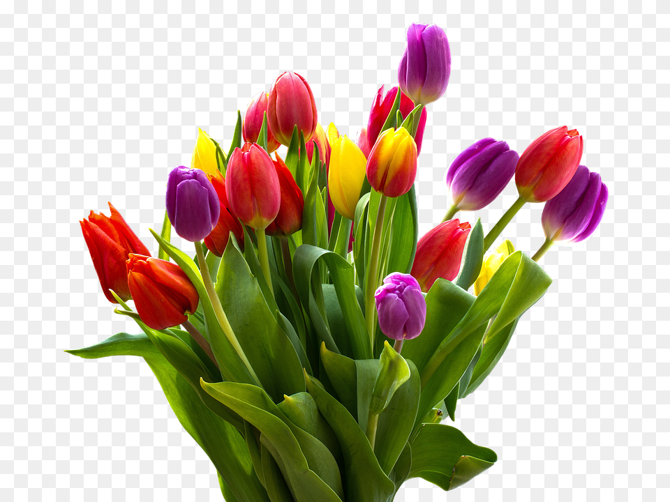 Tulip Flower, Flower Arrangement, Flower Bouquet, Plant Free Transparent Png