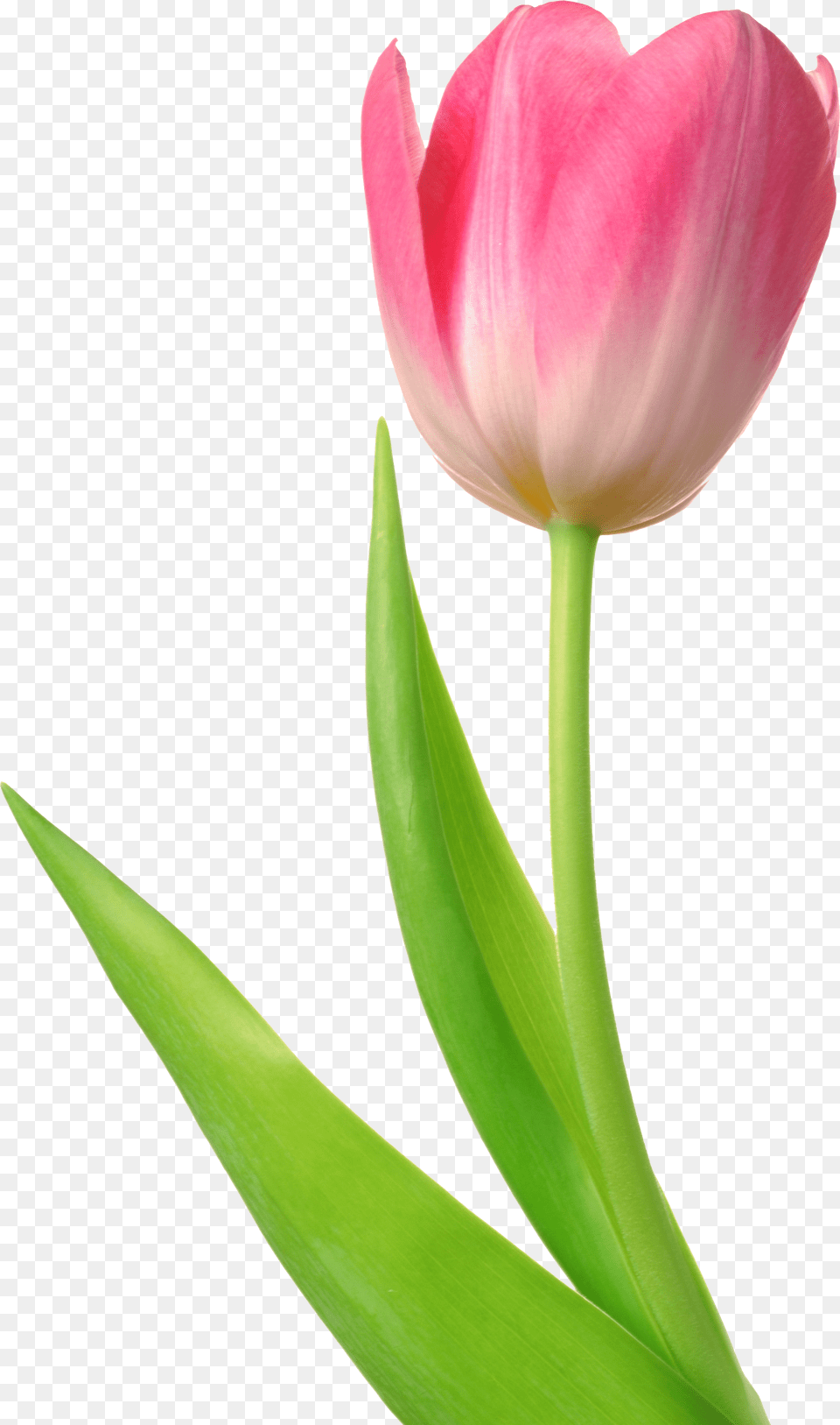 Tulip, Flower, Plant Free Png Download