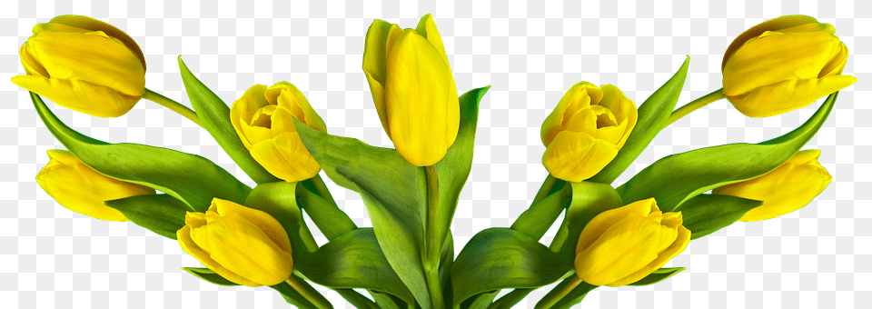 Tulip Flower, Plant, Petal, Flower Arrangement Png Image