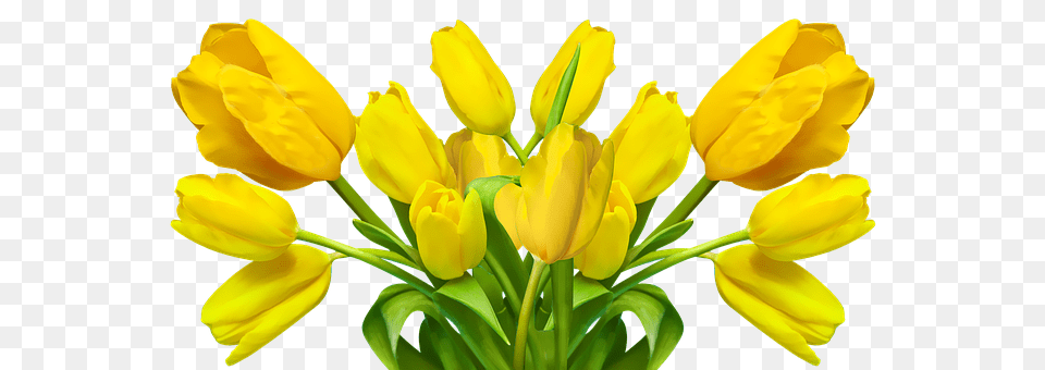 Tulip Flower, Plant, Flower Arrangement, Petal Png