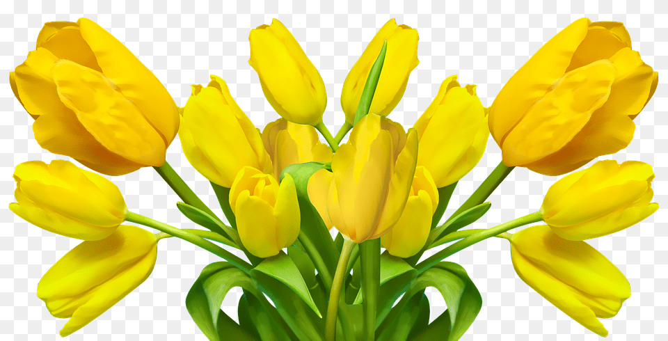 Tulip Flower, Plant, Petal, Flower Arrangement Png