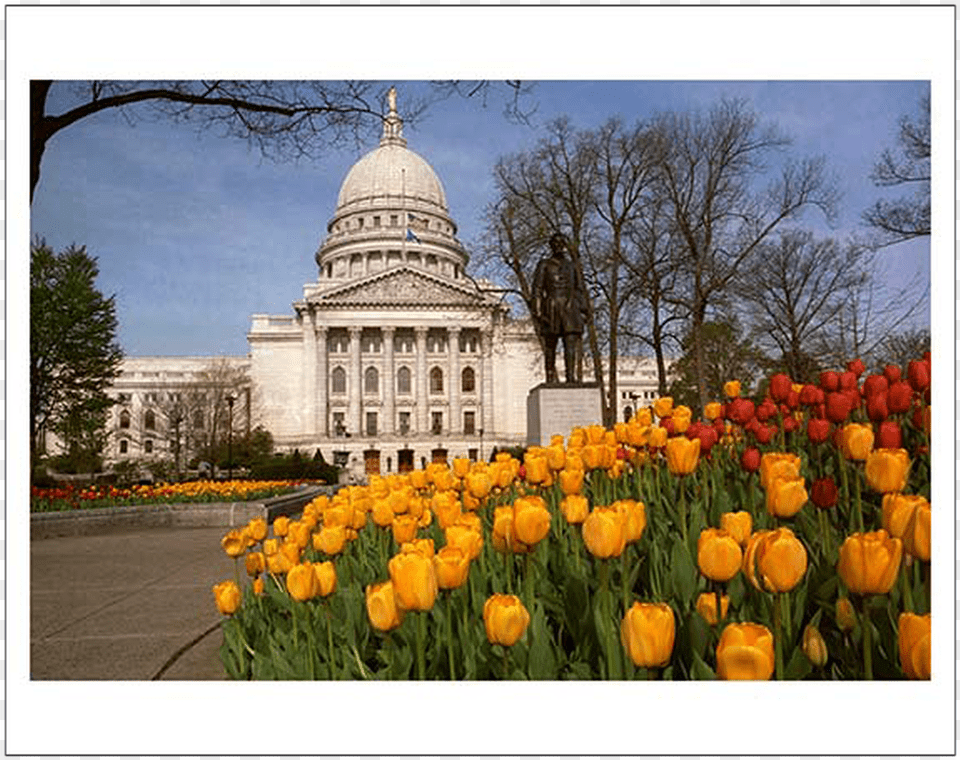 Tulip, Architecture, Building, Flower, Plant Free Png Download