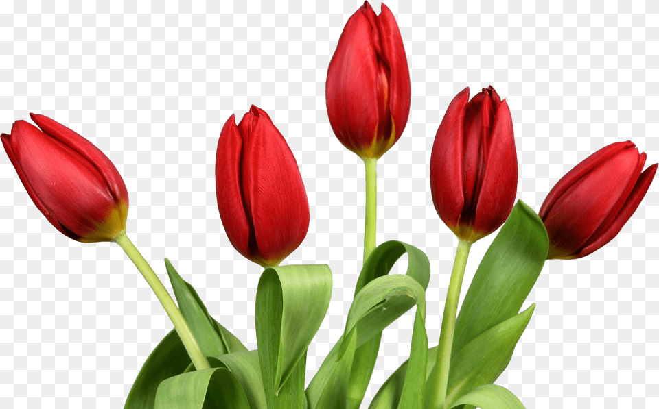 Tulip, Flower, Plant Free Png Download