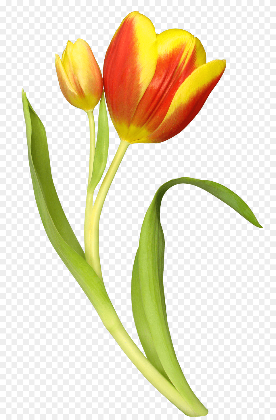 Tulip, Flower, Plant Free Png Download