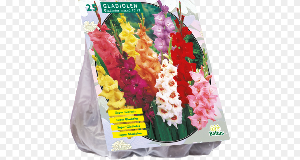 Tulip, Flower, Plant, Gladiolus, Flower Arrangement Free Png