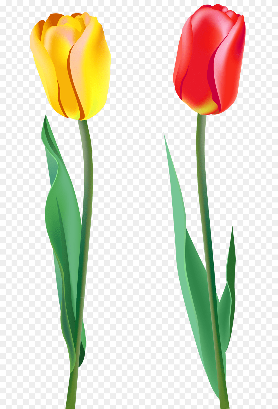 Tulip, Flower, Plant, Smoke Pipe Free Png