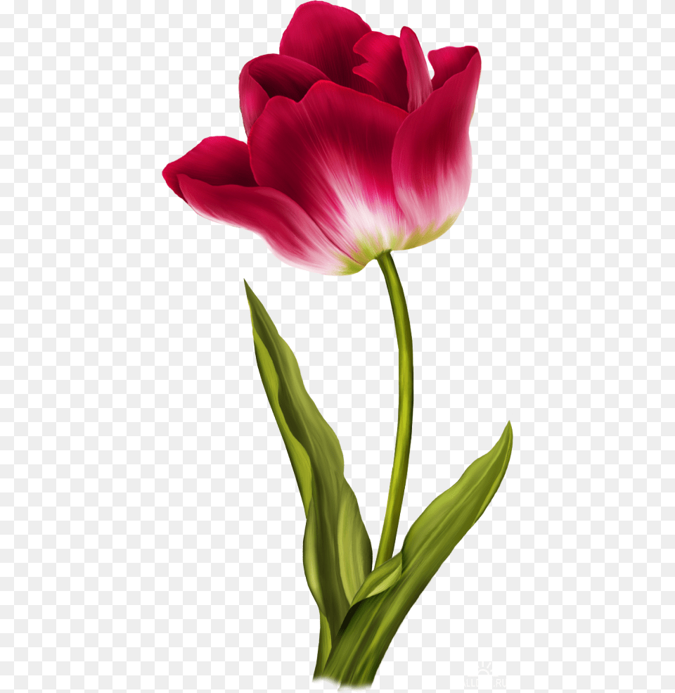 Tulip, Flower, Plant, Petal Png Image