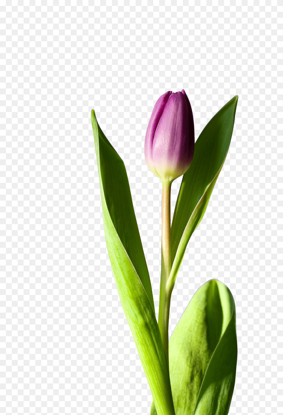 Tulip Clip, Flower, Plant, Bud, Sprout Free Png Download