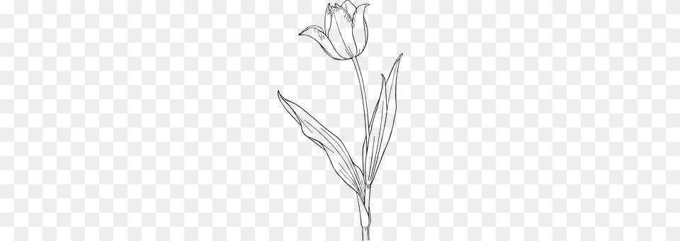 Tulip Gray Png Image