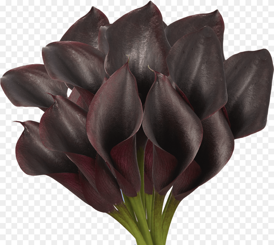 Tulip, Flower, Plant, Flower Arrangement, Flower Bouquet Png Image