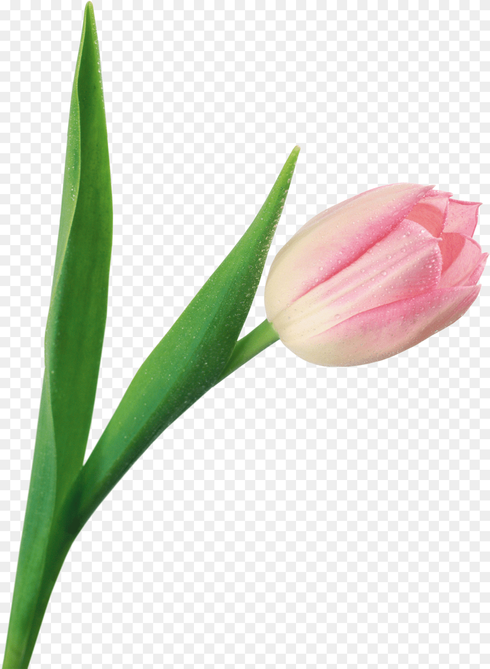 Tulip, Flower, Plant, Bud, Sprout Free Png